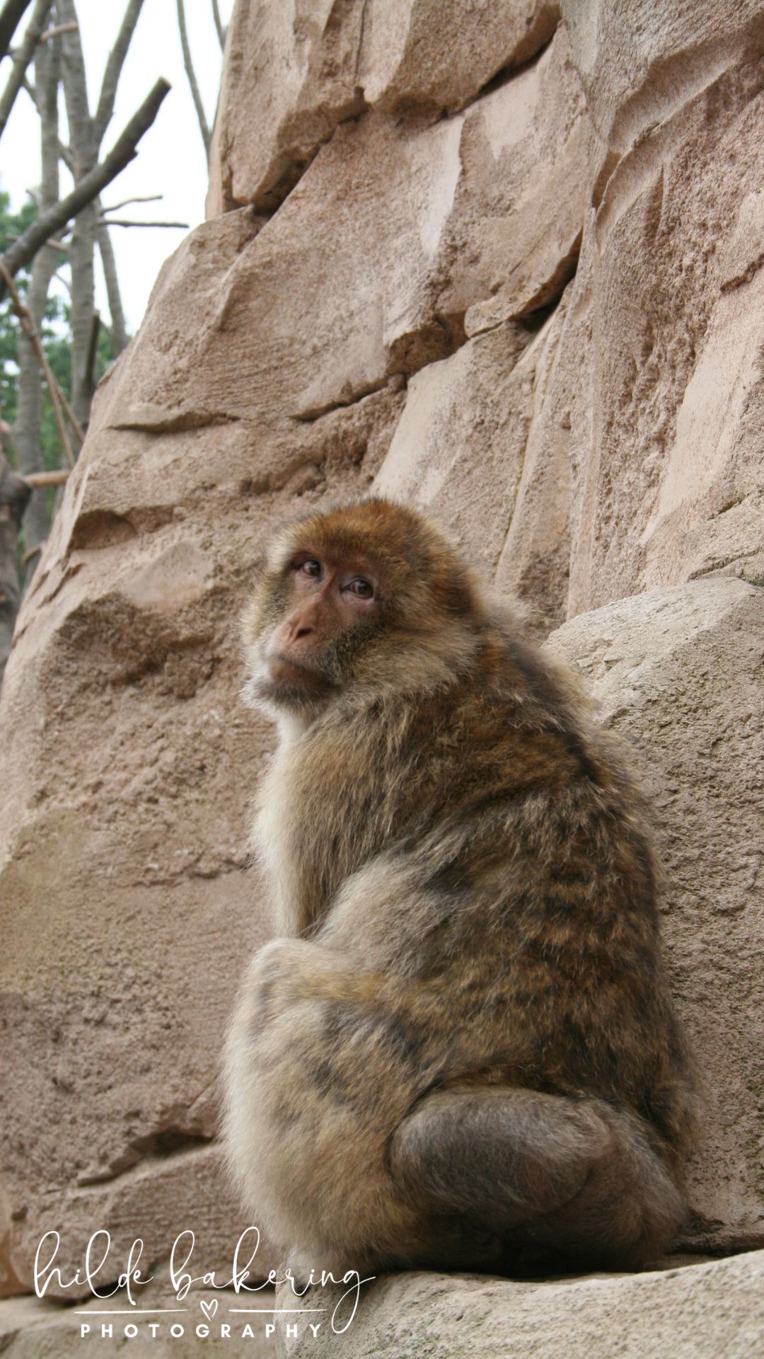 Macaca sylvanus