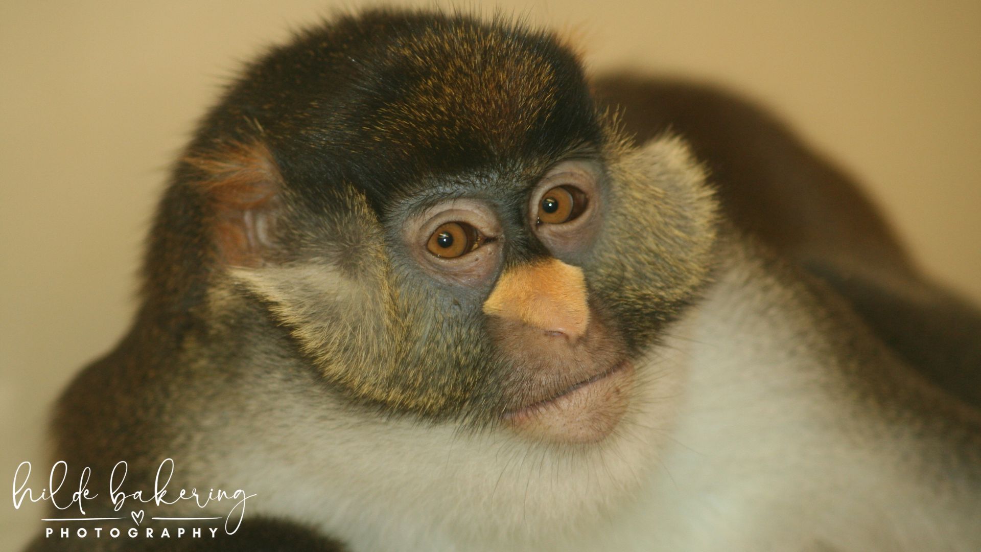 Cercopithecus ascanius