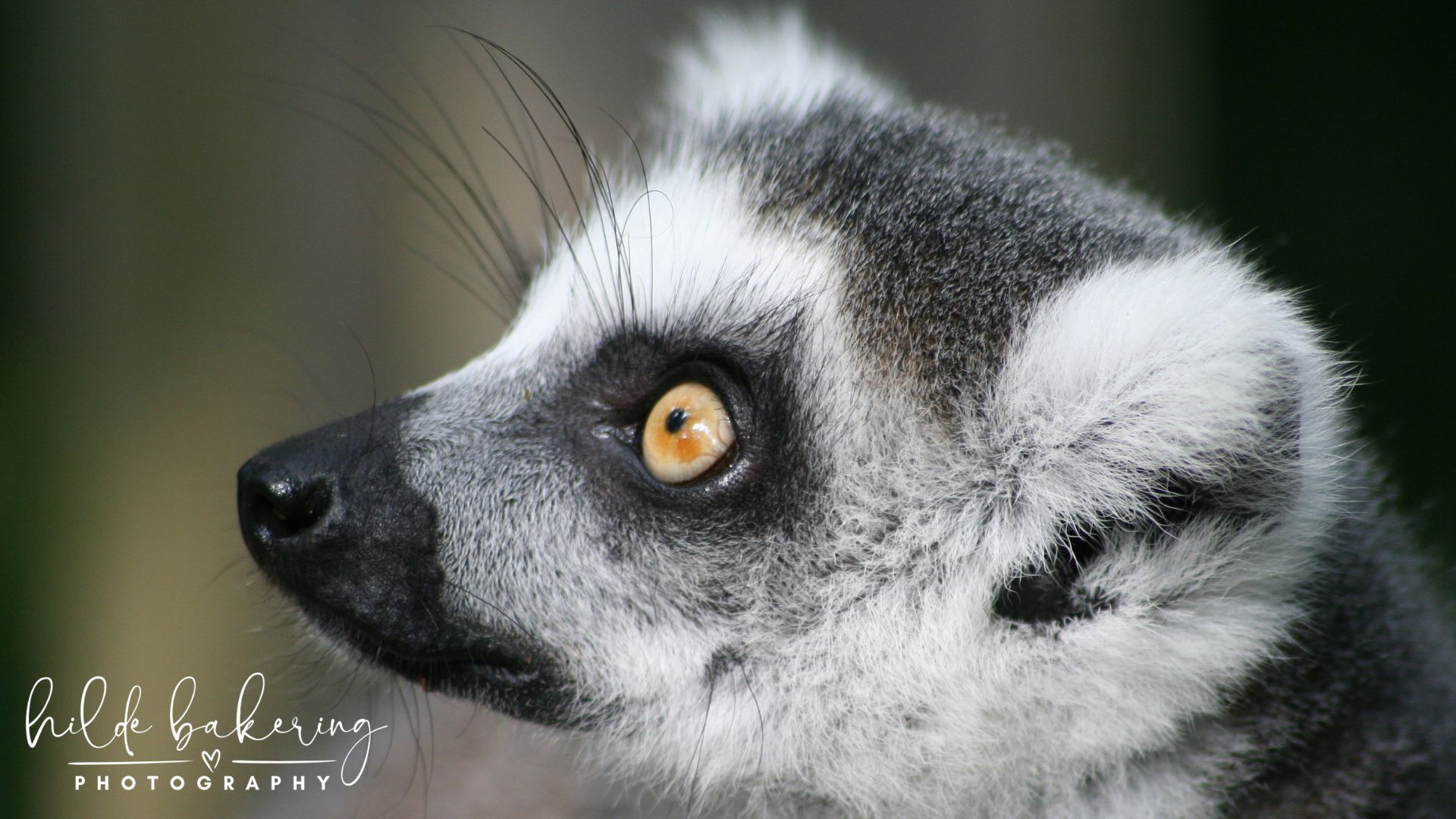 Lemur catta