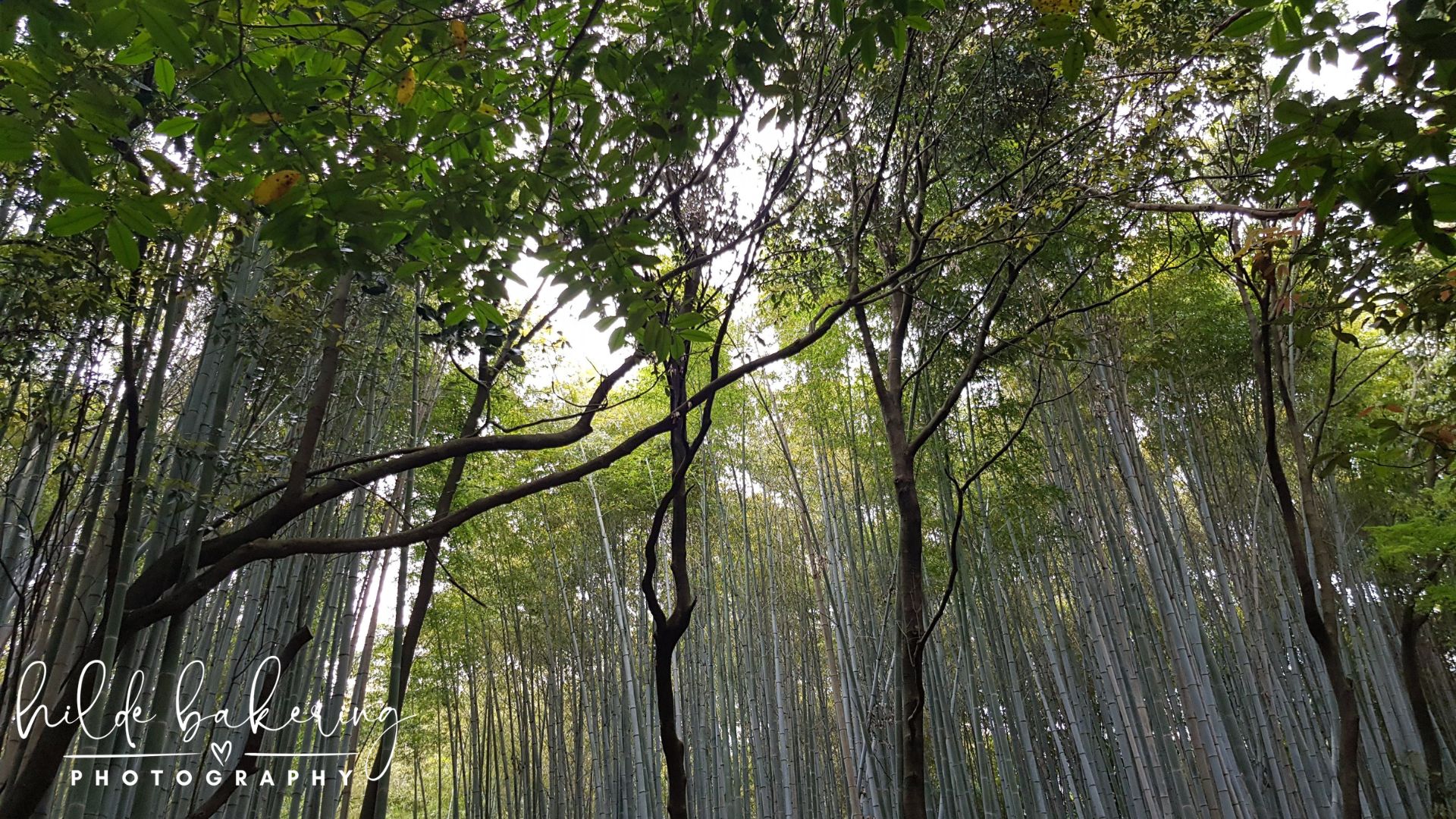 Bamboo forest, Kyoto, Japan