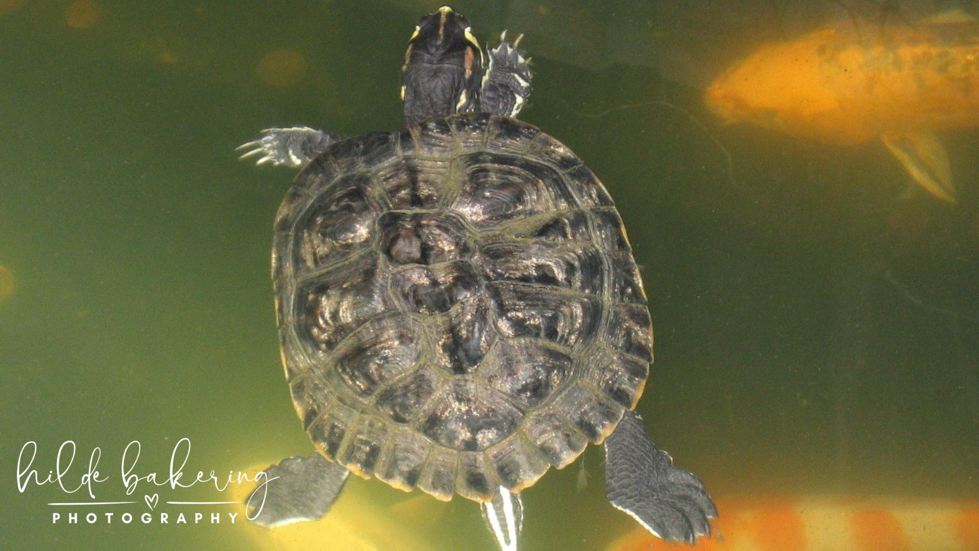 Trachemys scripta elegans