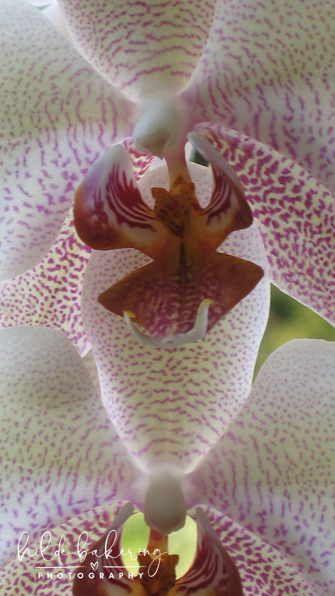 Phalaenopsis