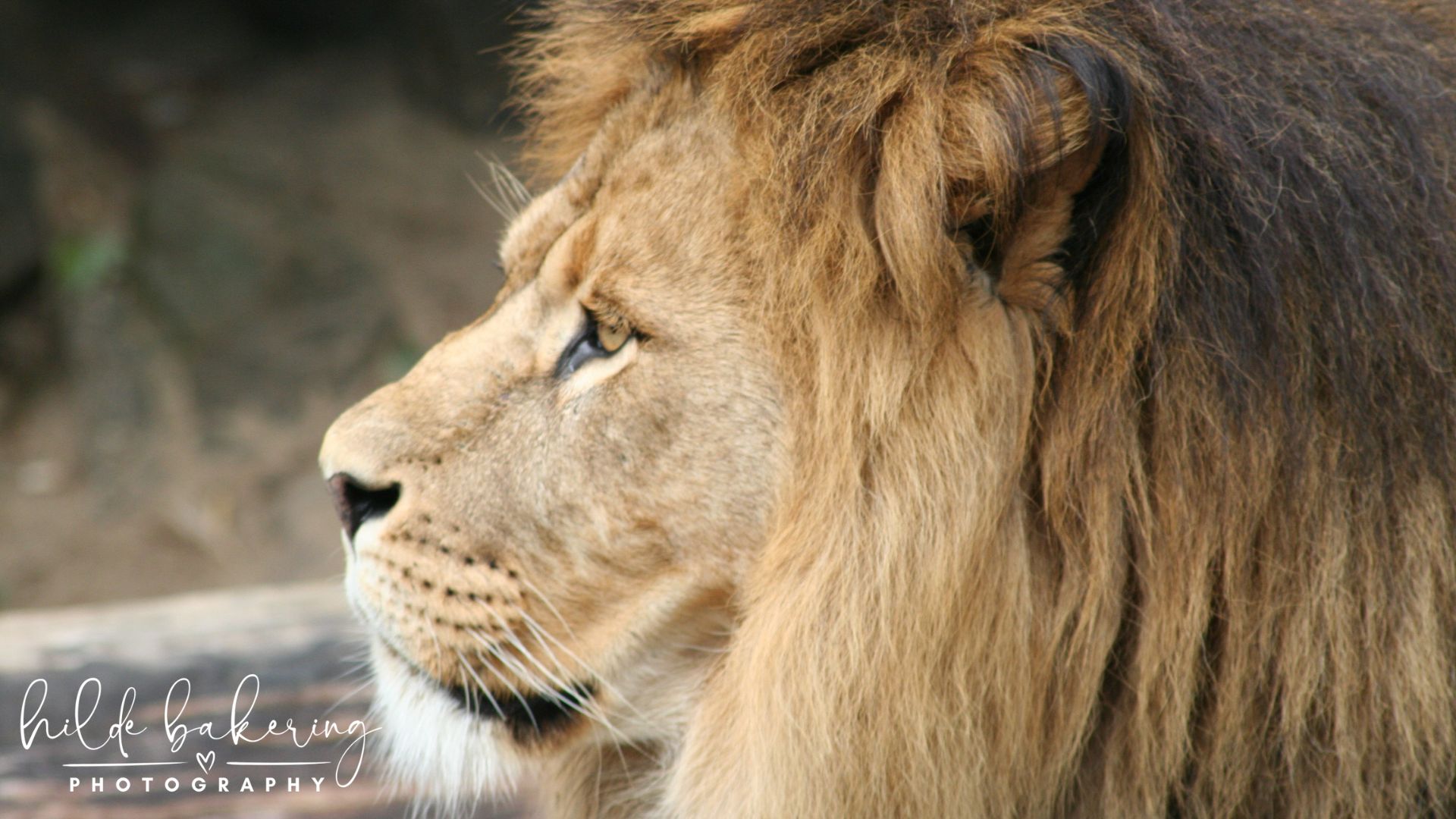 Panthera leo