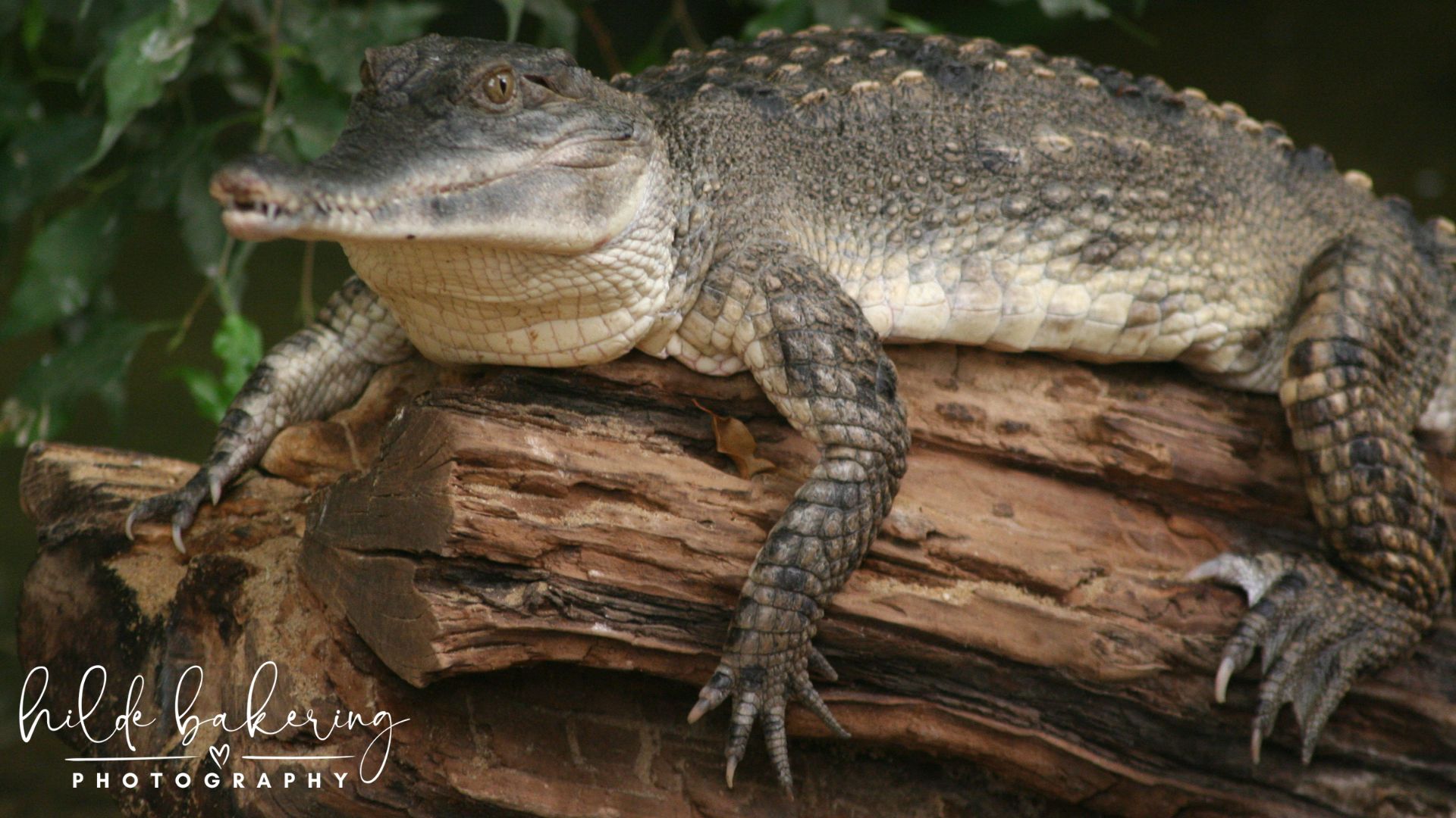 Mecistops cataphractus