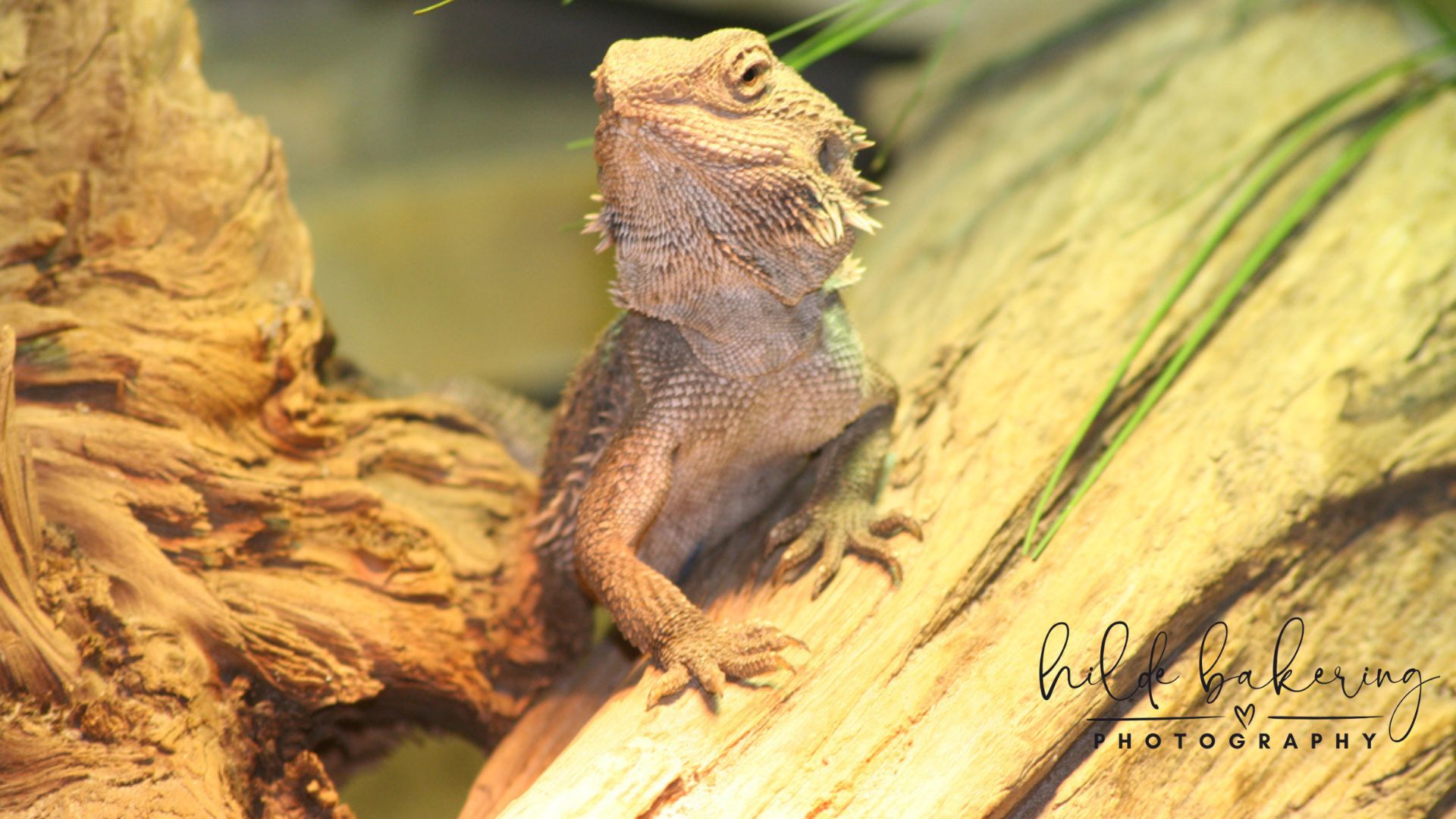Pogona vitticeps