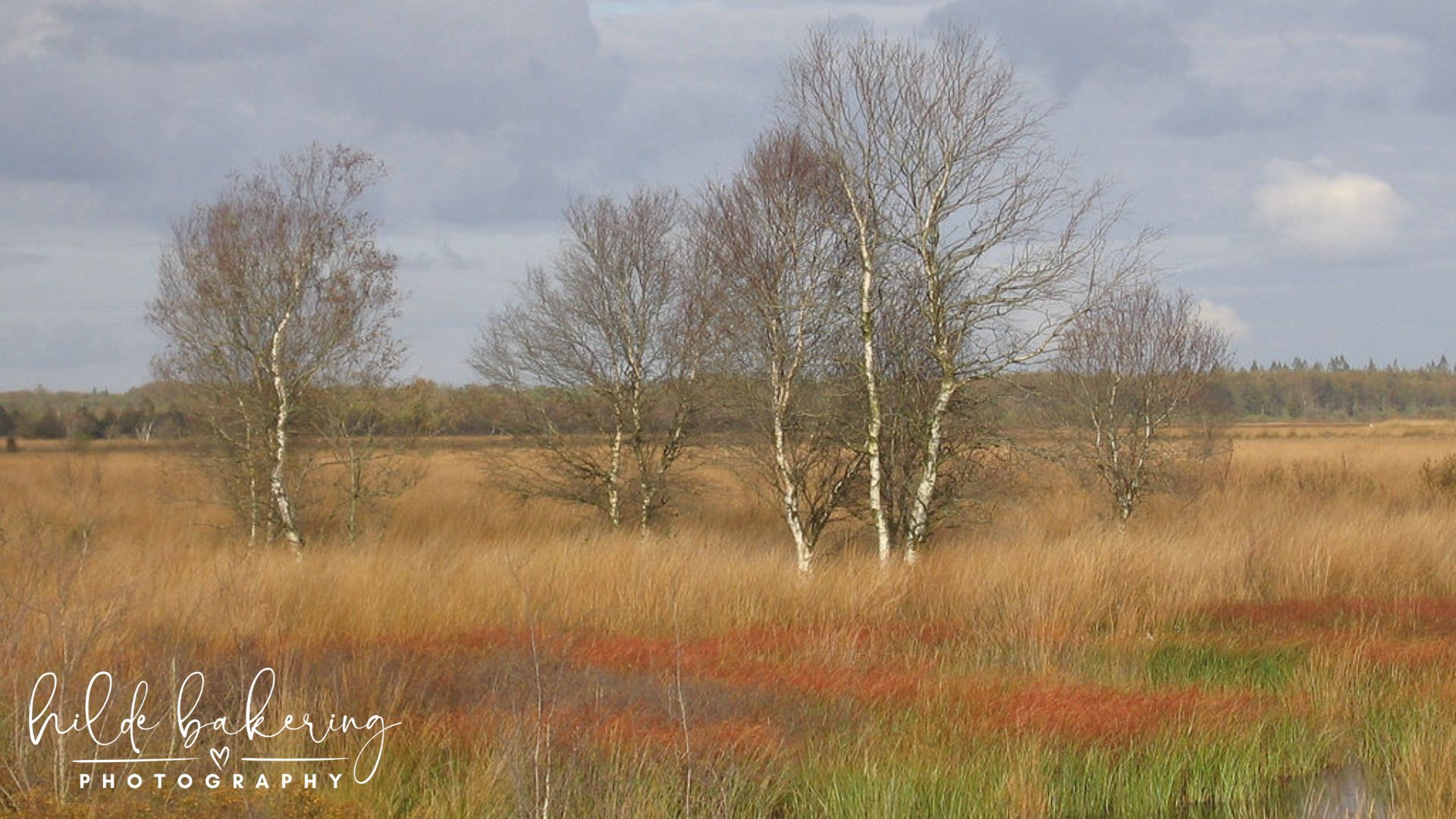 Fochteloerveen, the Netherlands