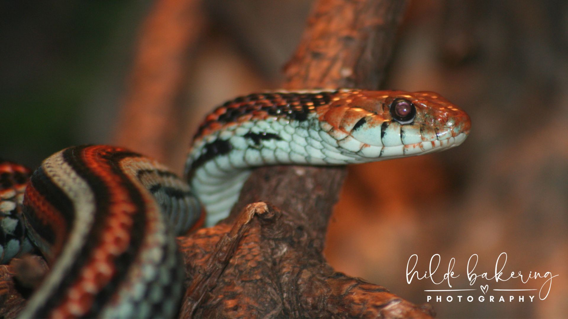 Thamnophis sirtalis tetrataenia