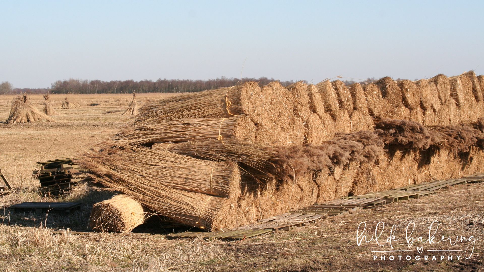 De Weeribben, the Netherlands