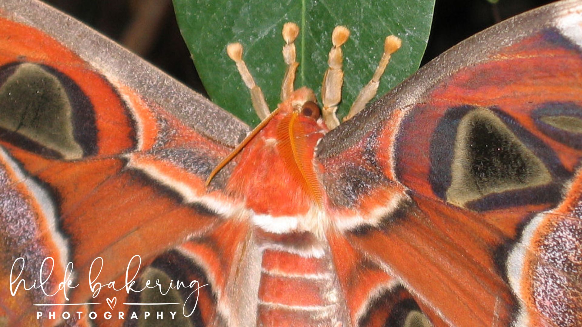 Attacus atlas