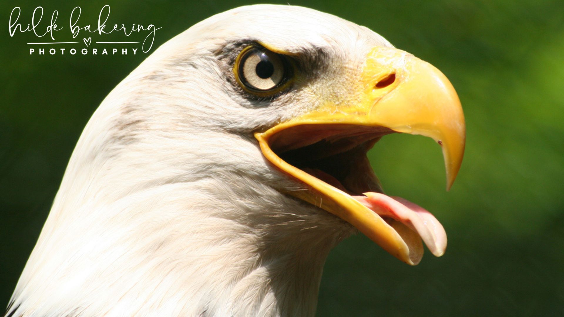 Haliaeetus leucocephalus