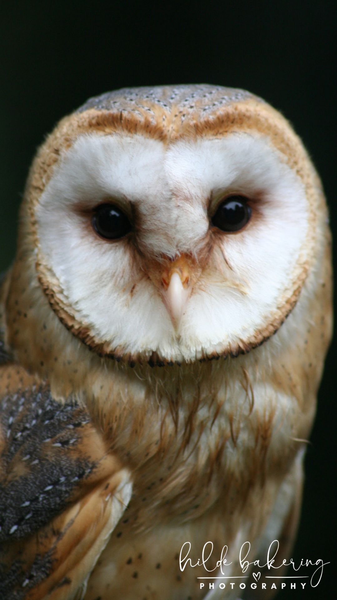 Tyto alba 