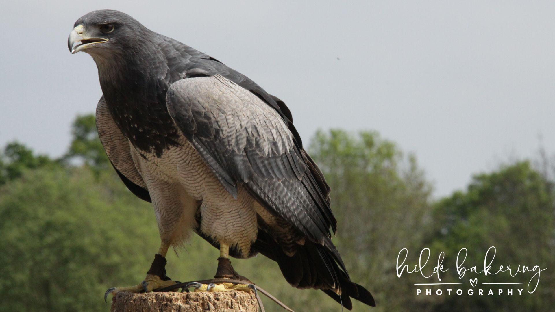 Geranoaetus melanoleucus