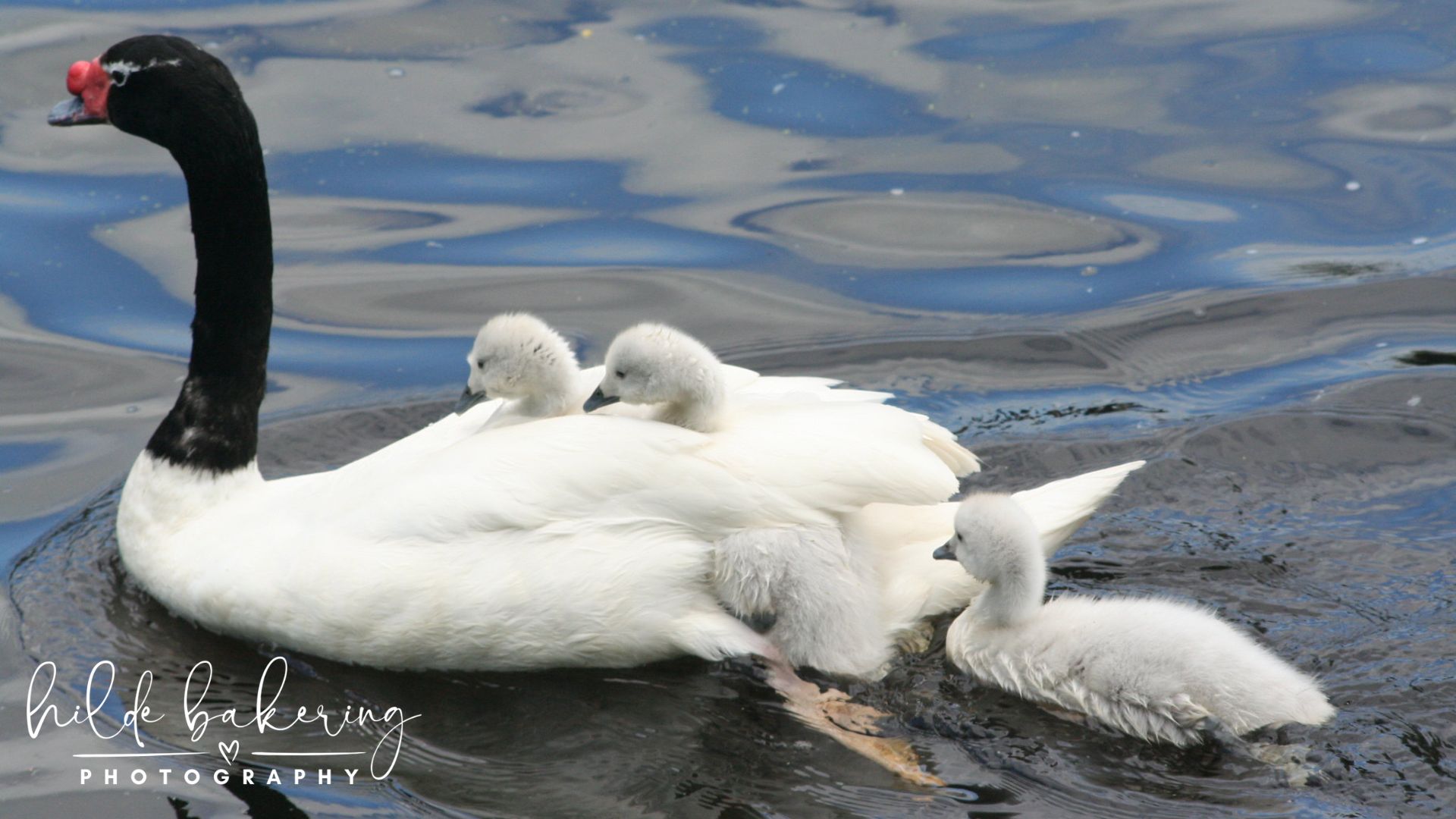 Cygnus melancoryphus