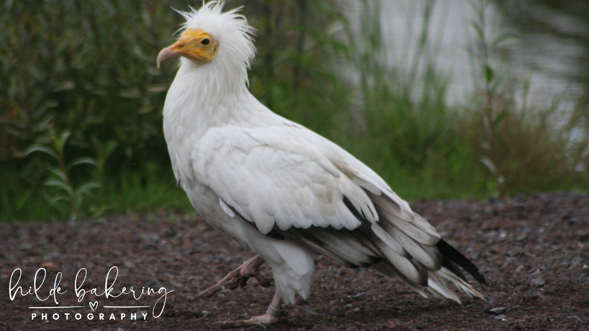 Neophron percnopterus