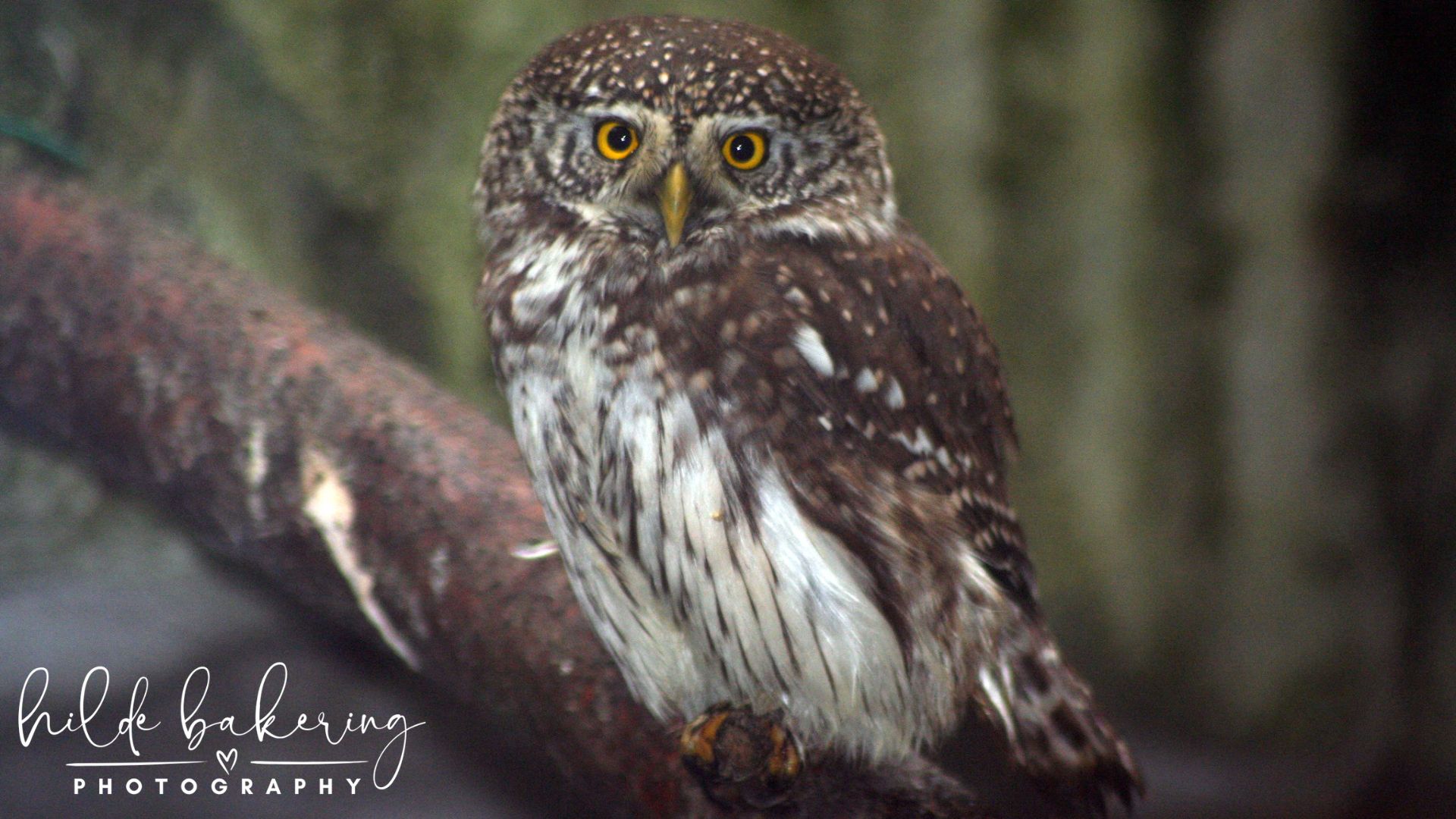 Glaucidium passerinum