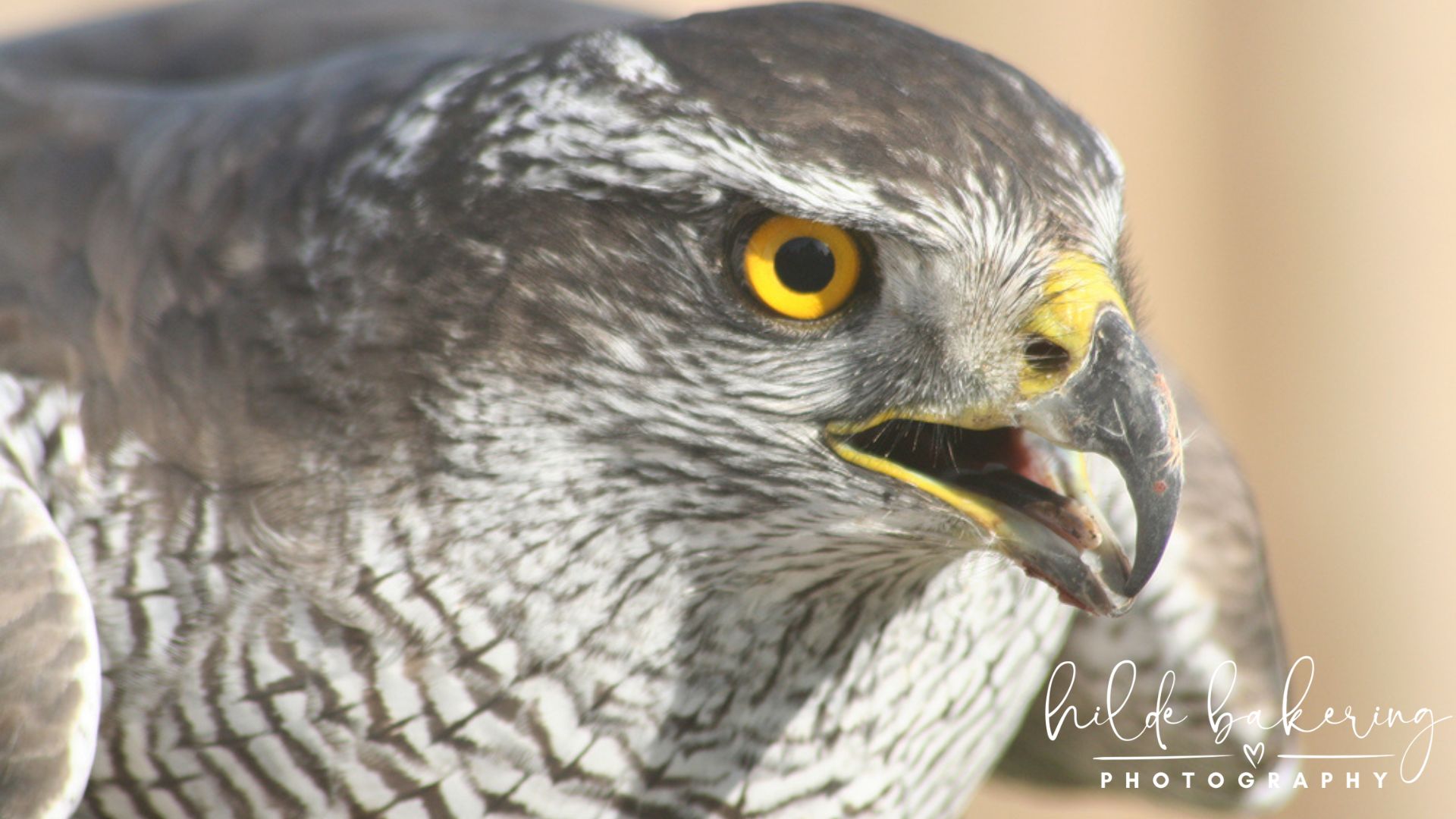 Accipiter nisus