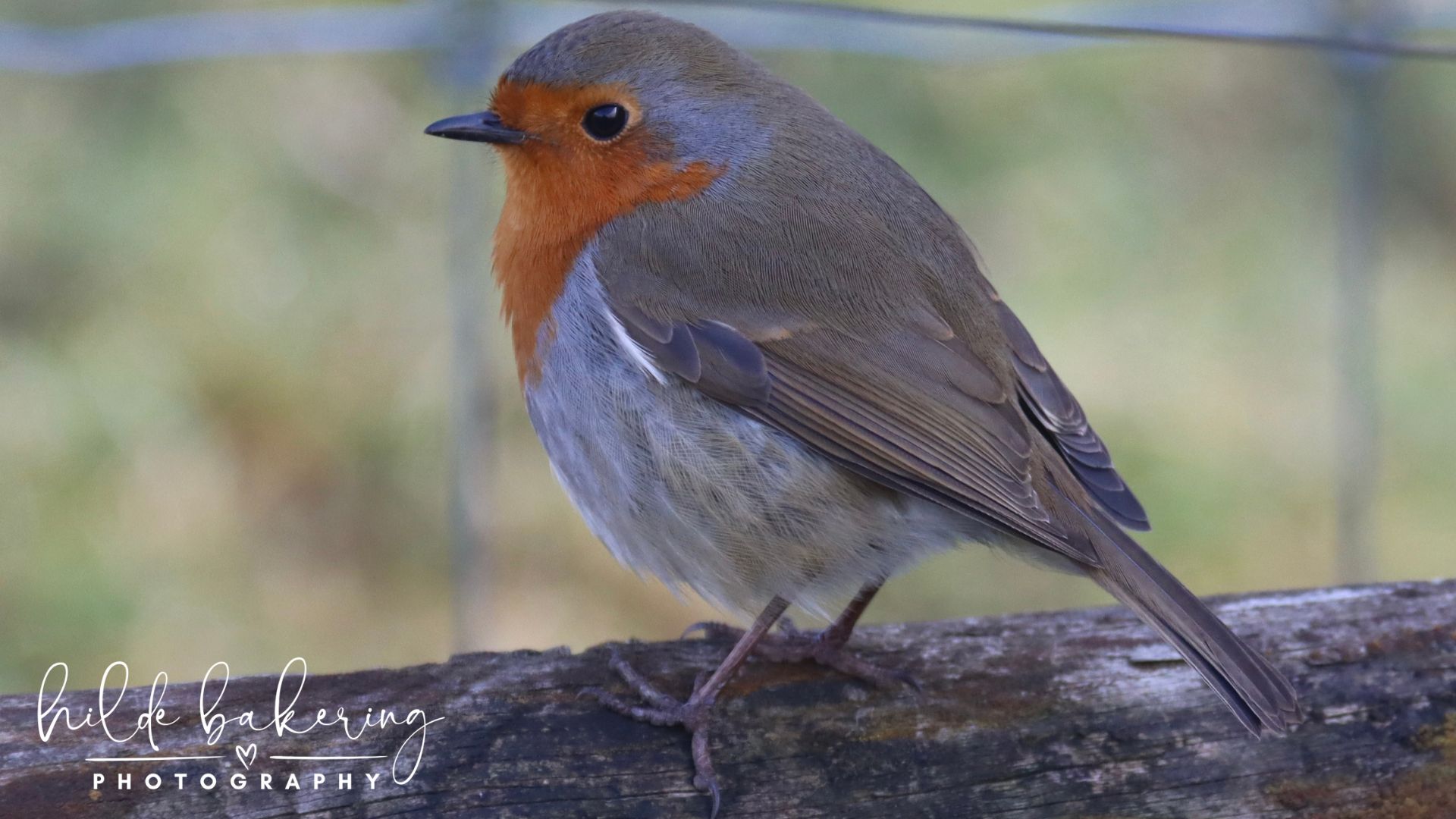Erithacus rubecula