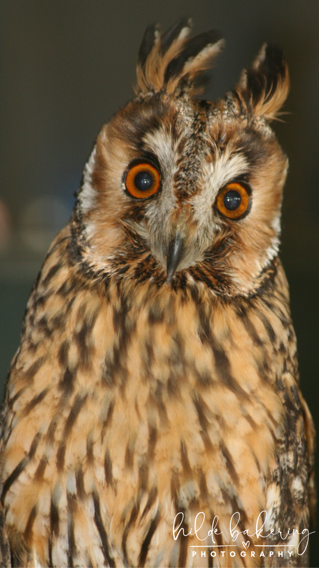 Flora, Fauna & Fungi