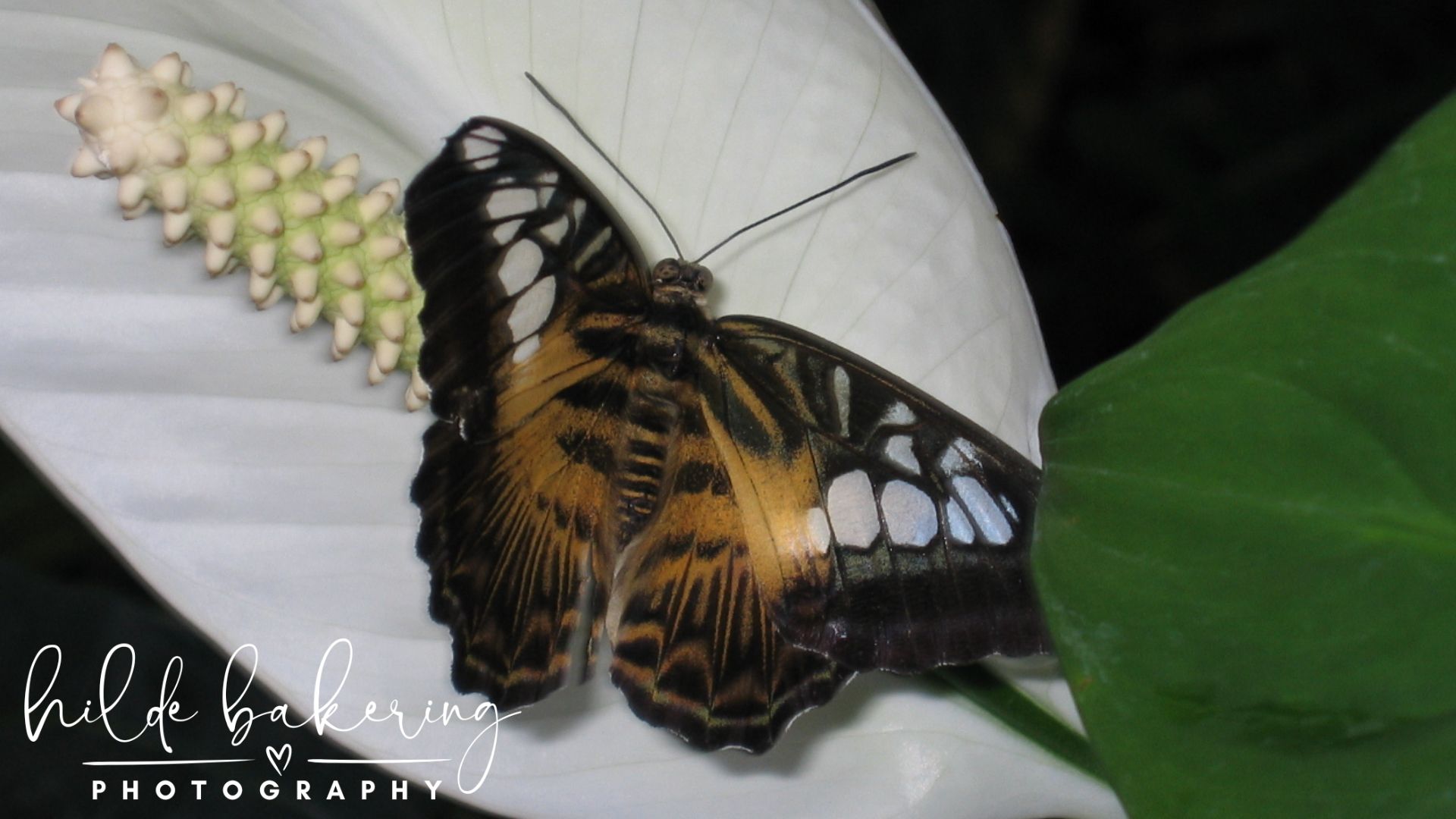 Parthenos sylvia