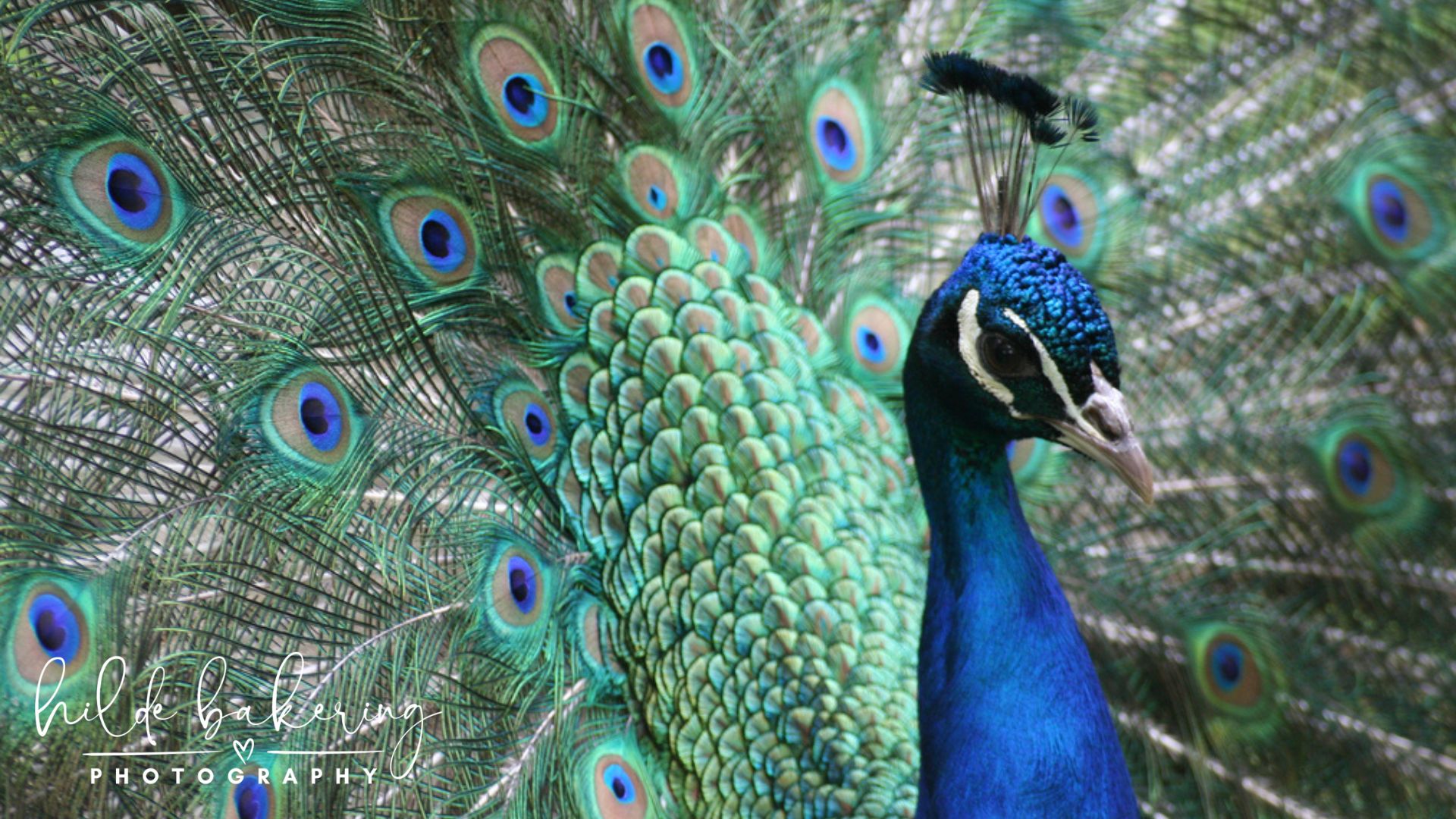 Pavo cristatus