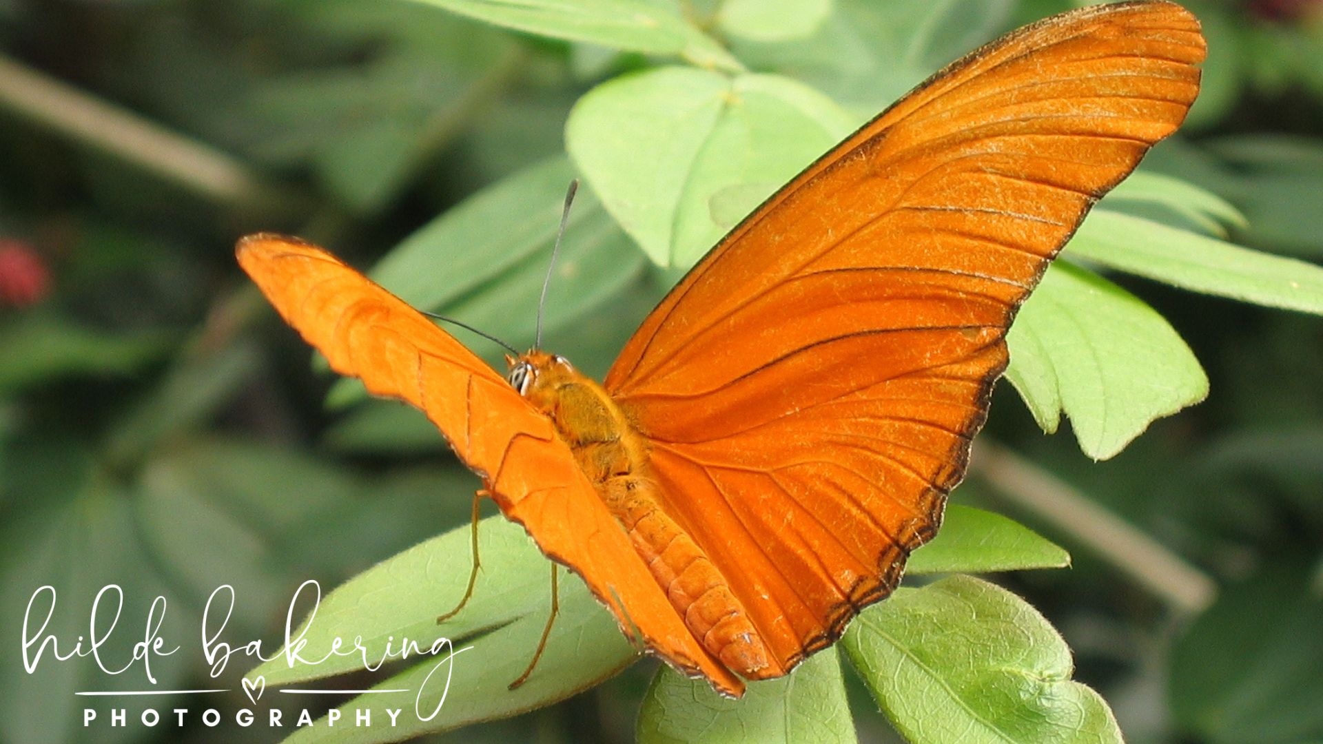 Dryas iulia