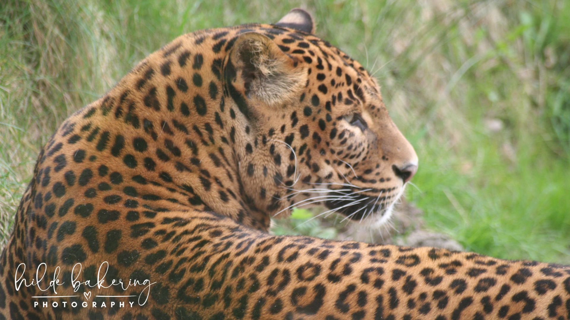 Panthera pardus