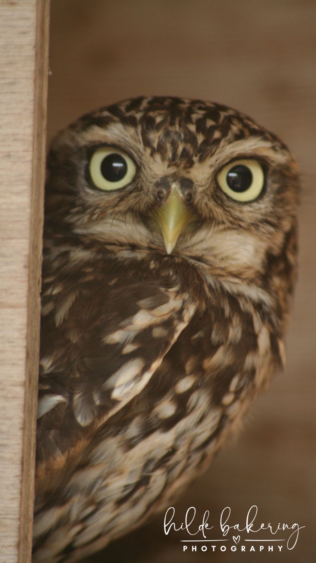 Athene noctua