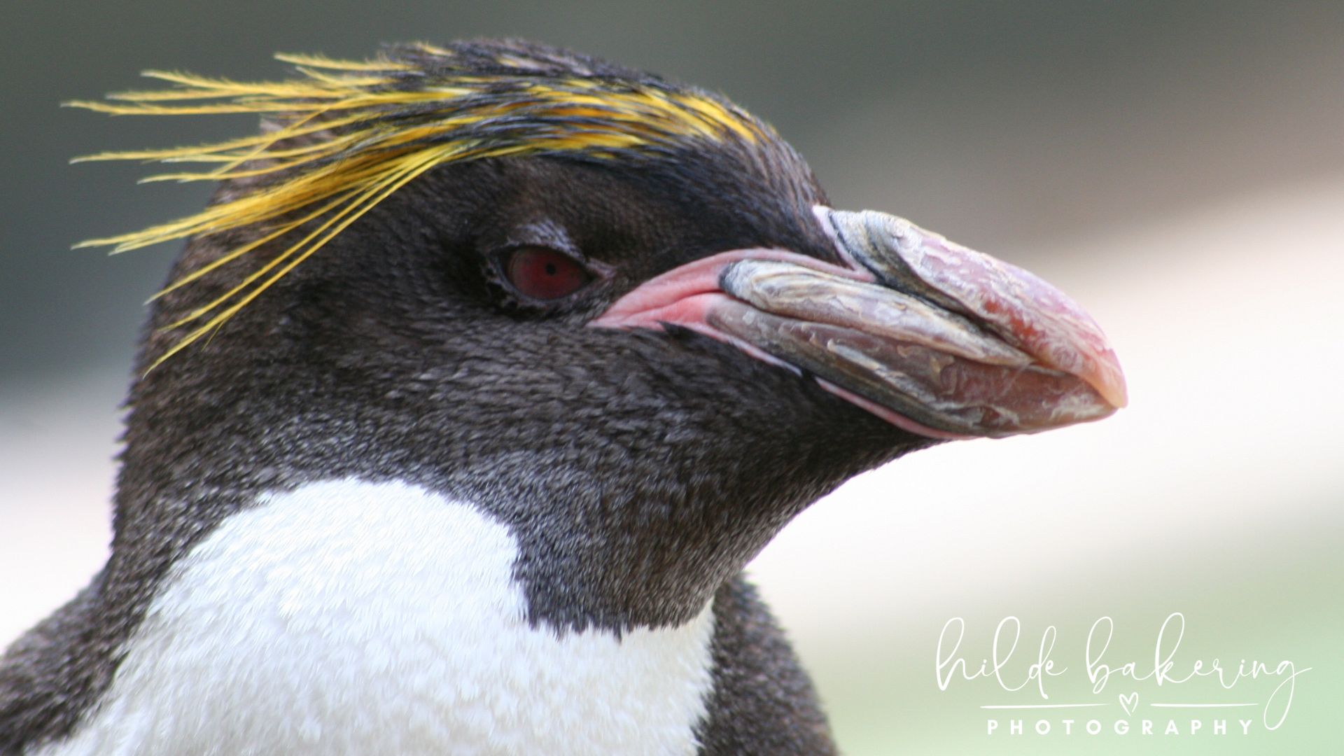 Eudyptes chrysolophus