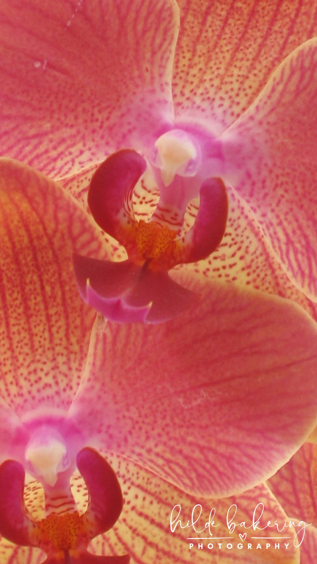 Phalaenopsis