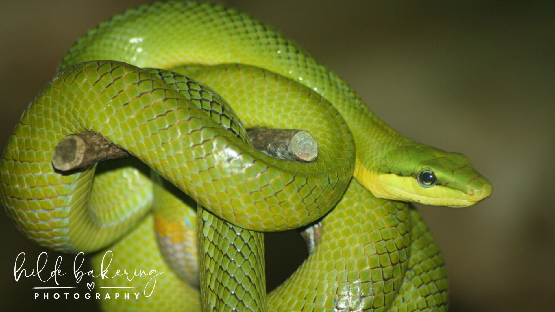 Gonyosoma oxycephalum