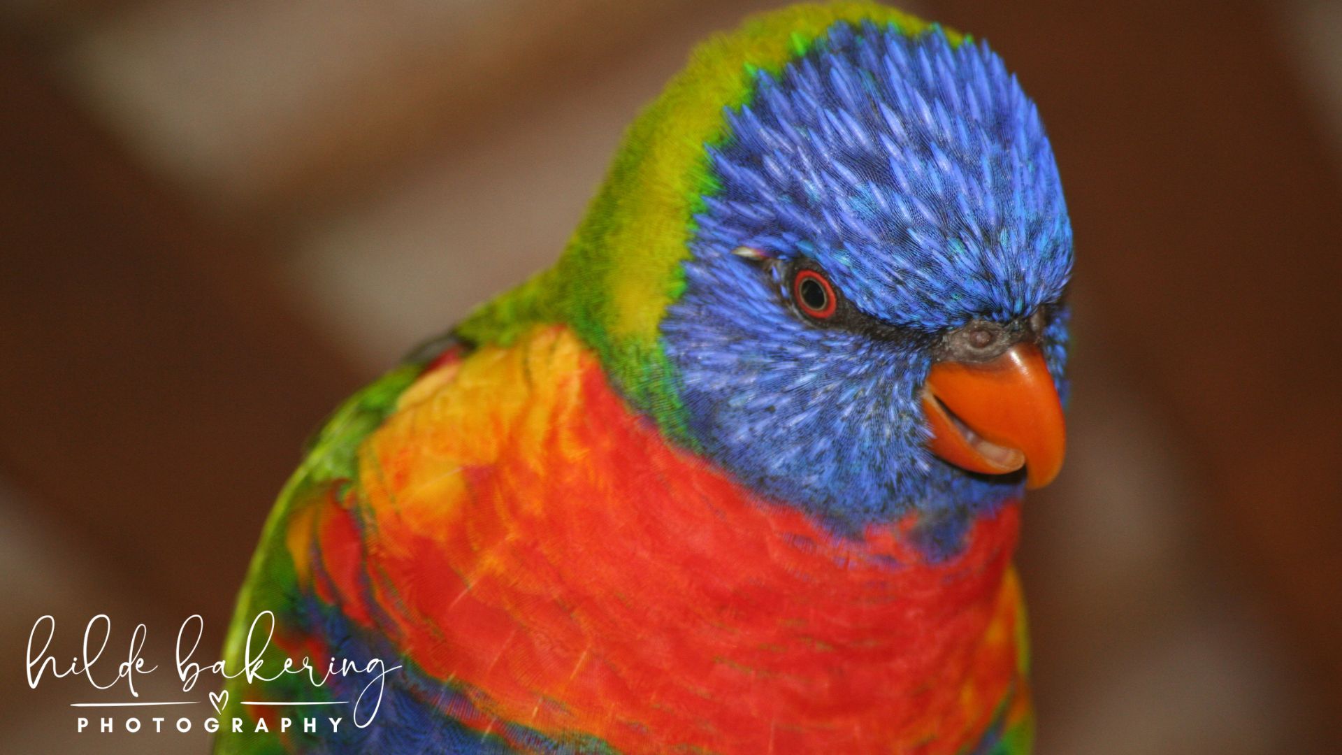 Trichoglossus moluccanus