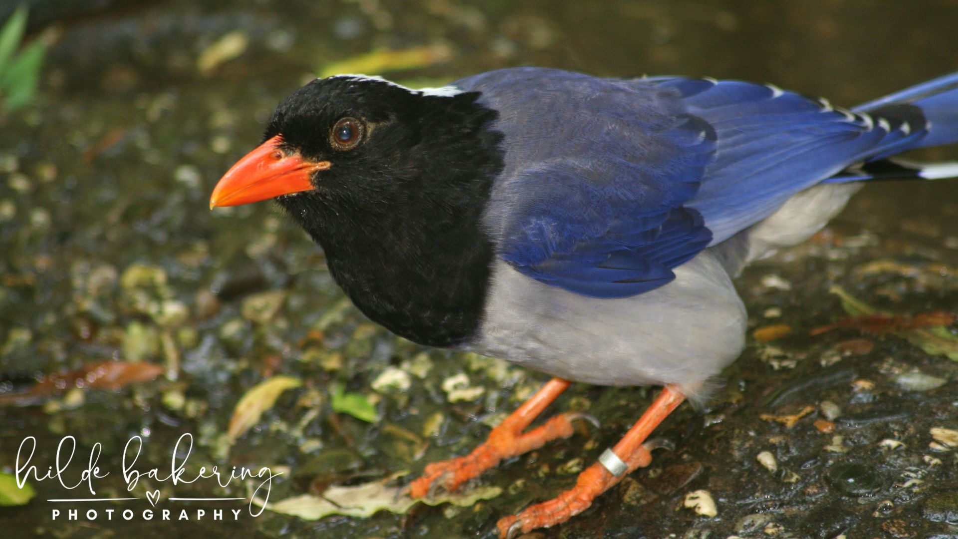 Urocissa erythroryncha