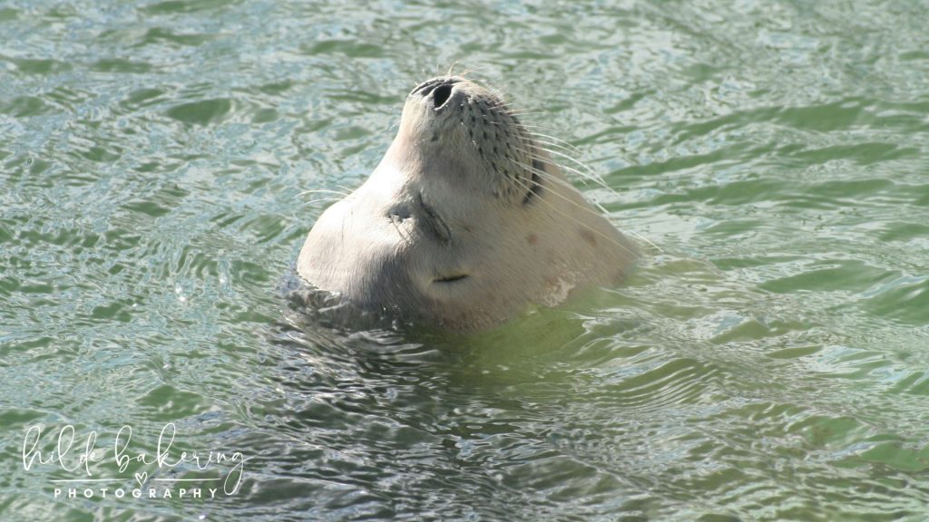 Harbour seal