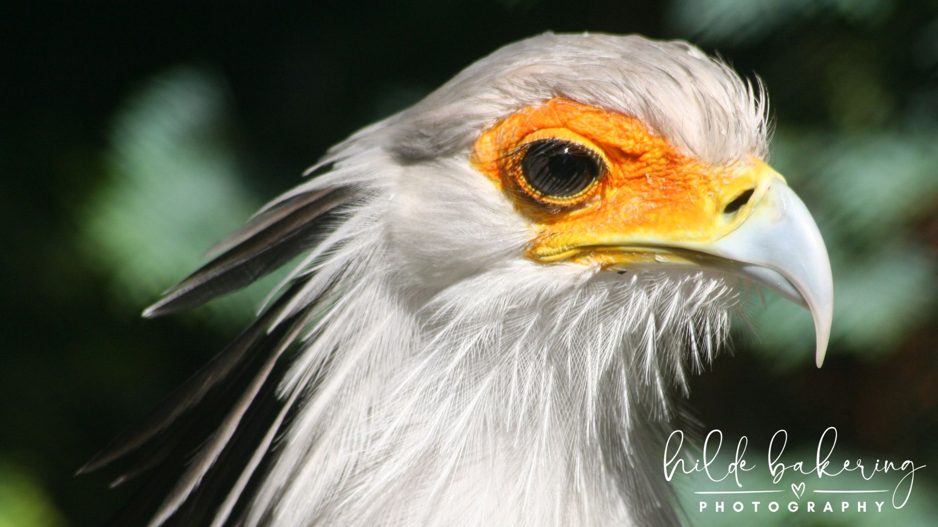 Sagittarius serpentarius