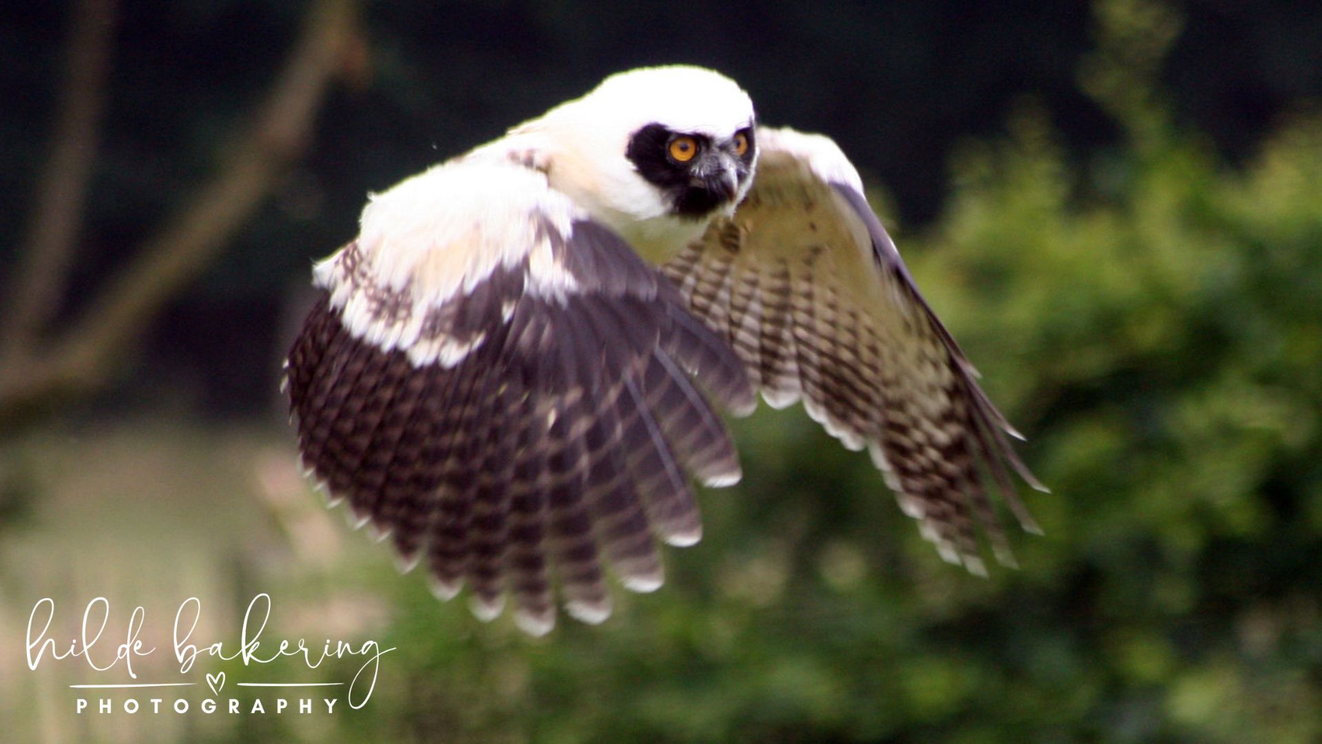 Pulsatrix perspicillata