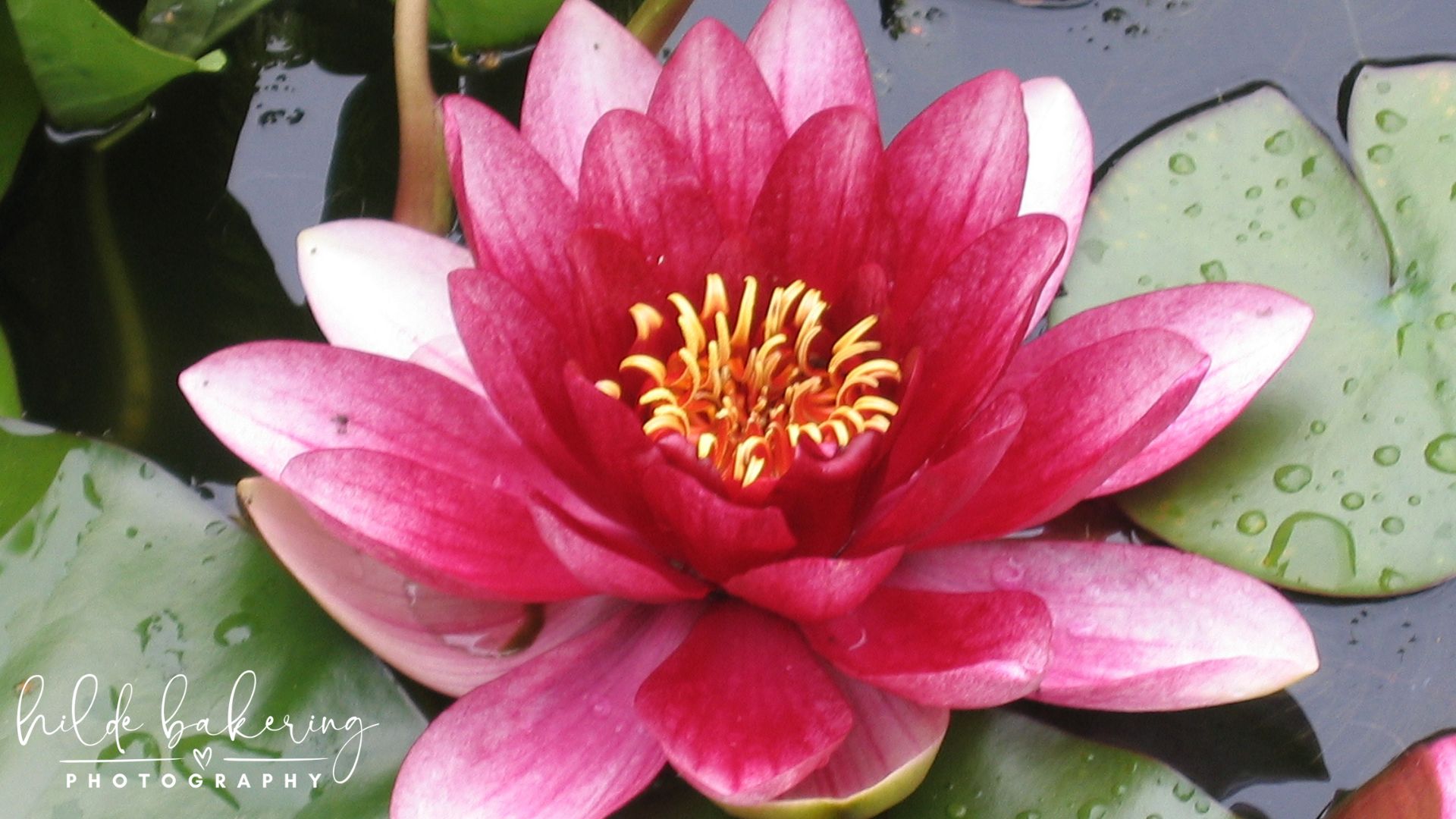 Water Lily