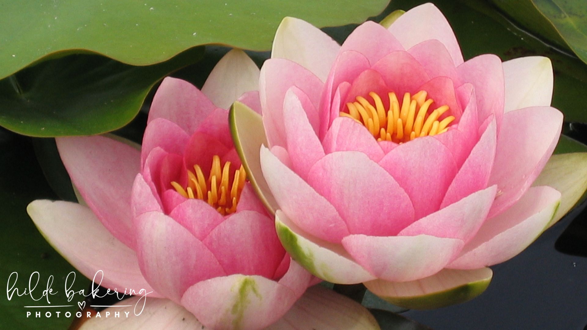 Water Lilies