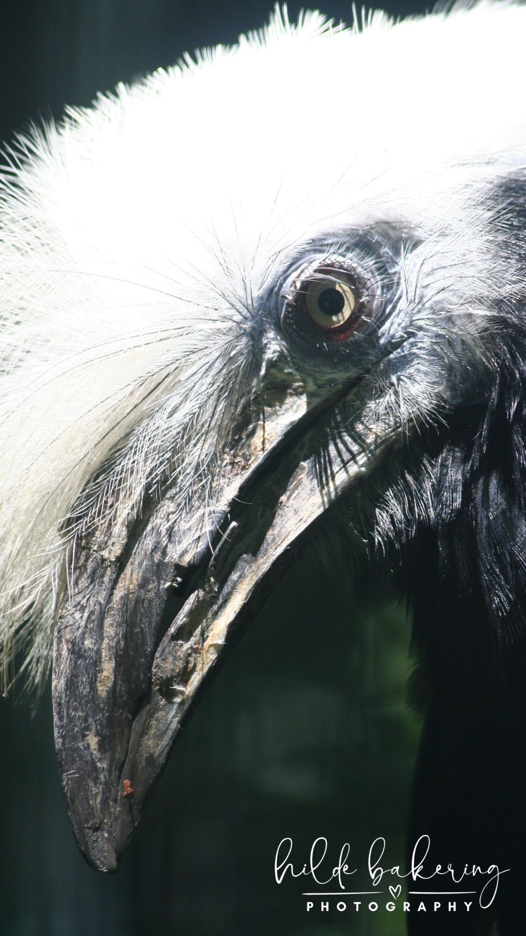 Berenicornis comatus