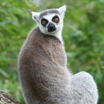 Lemur
