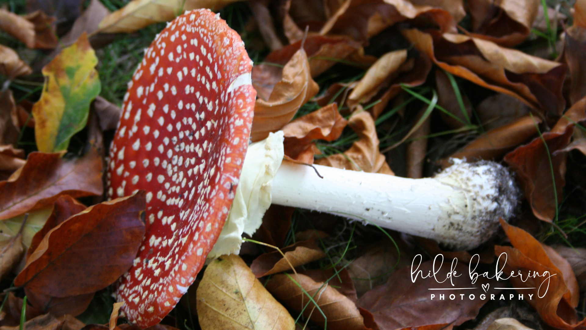 Amanita muscaria