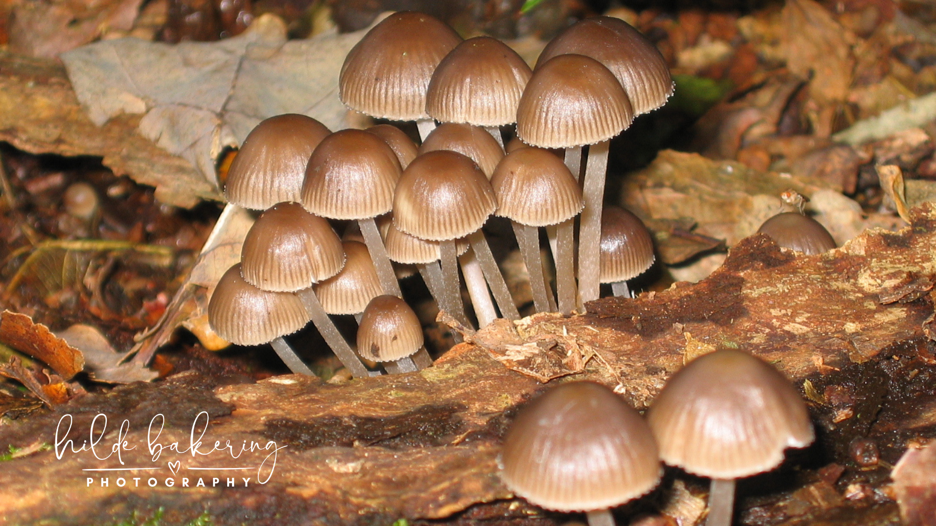 Mycena cinerella