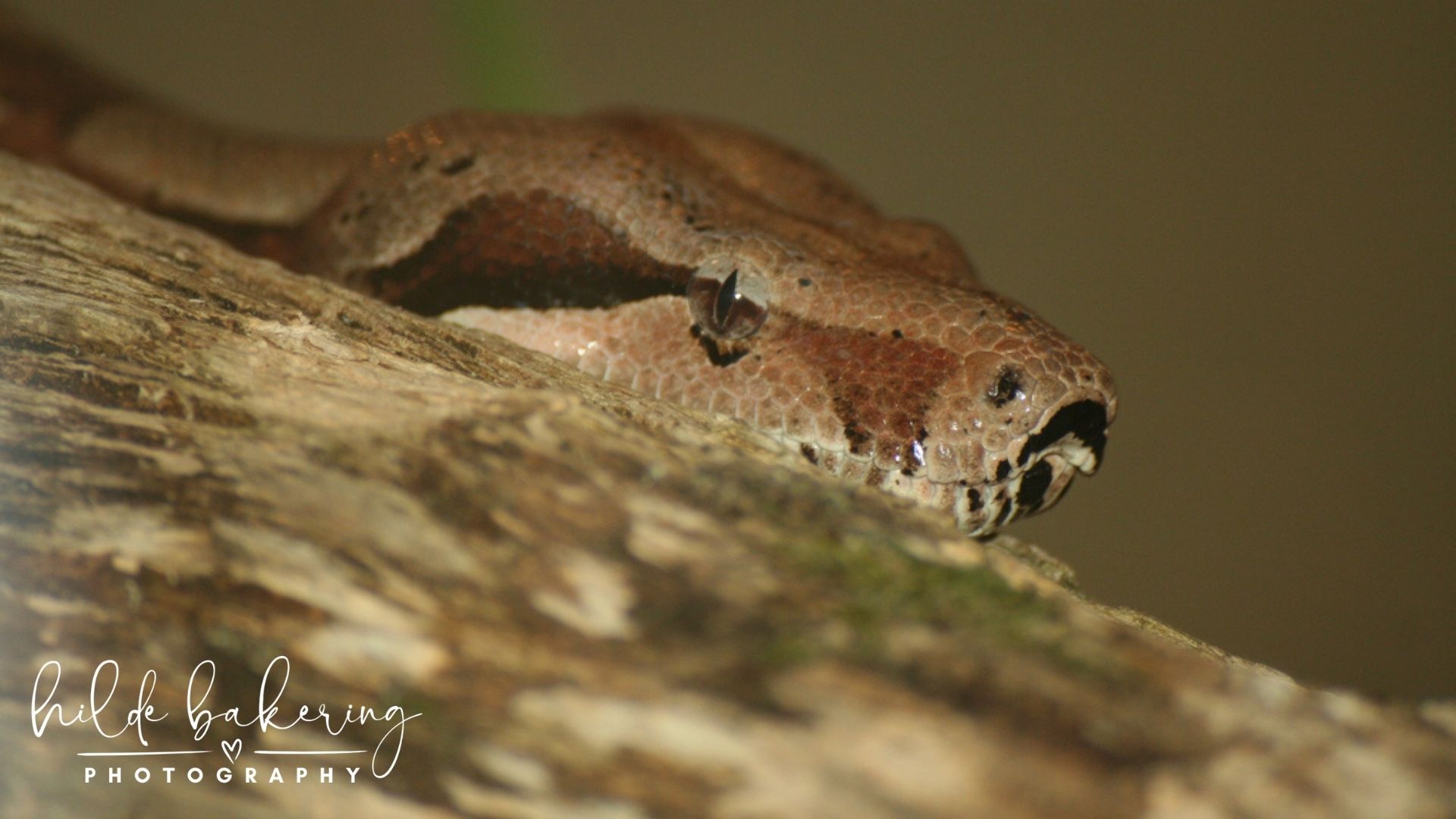Amphibians & reptiles