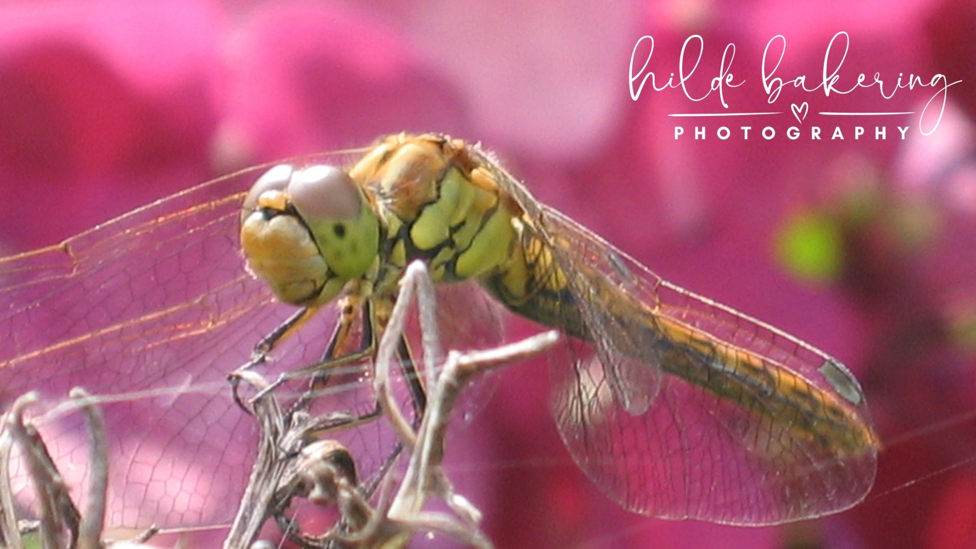 Insects
