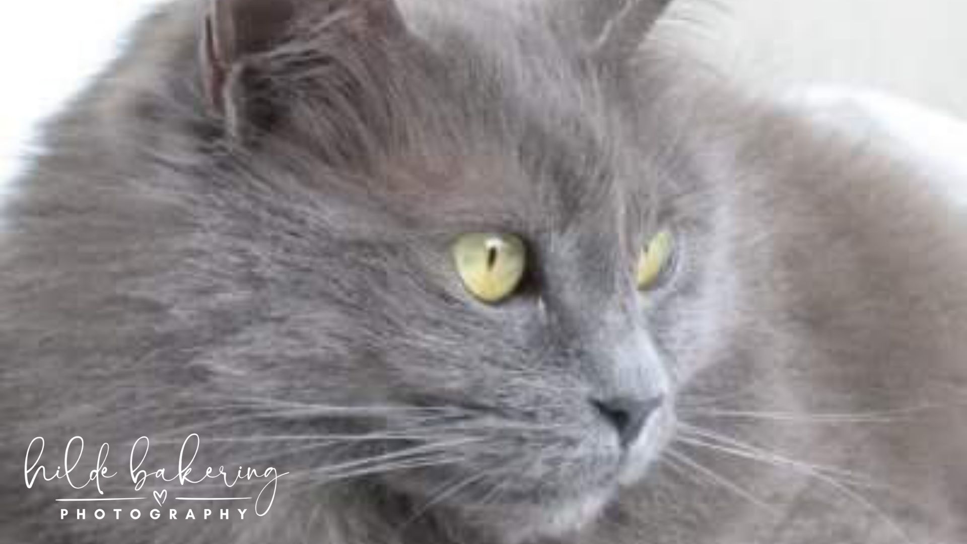 My Cats