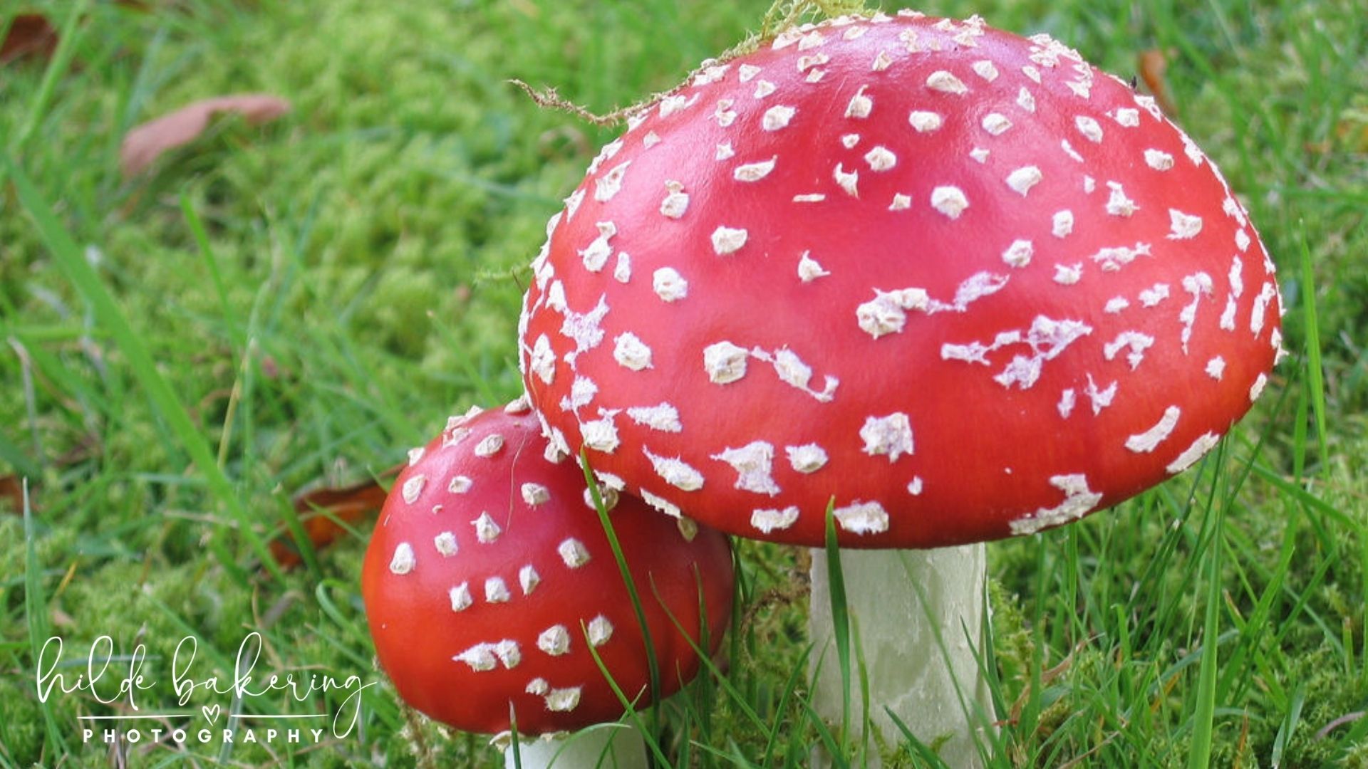 Fungi