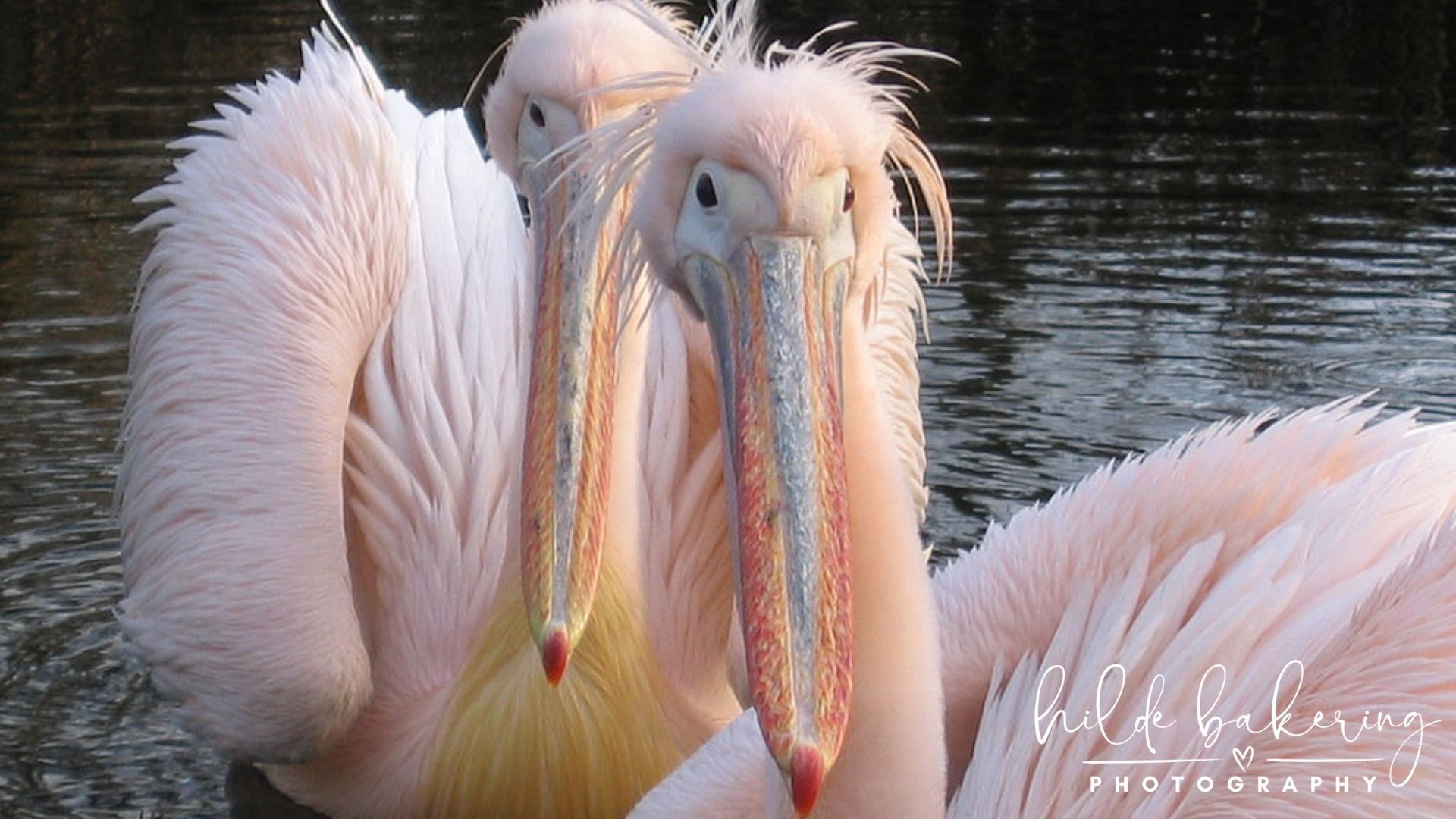 Other Birds