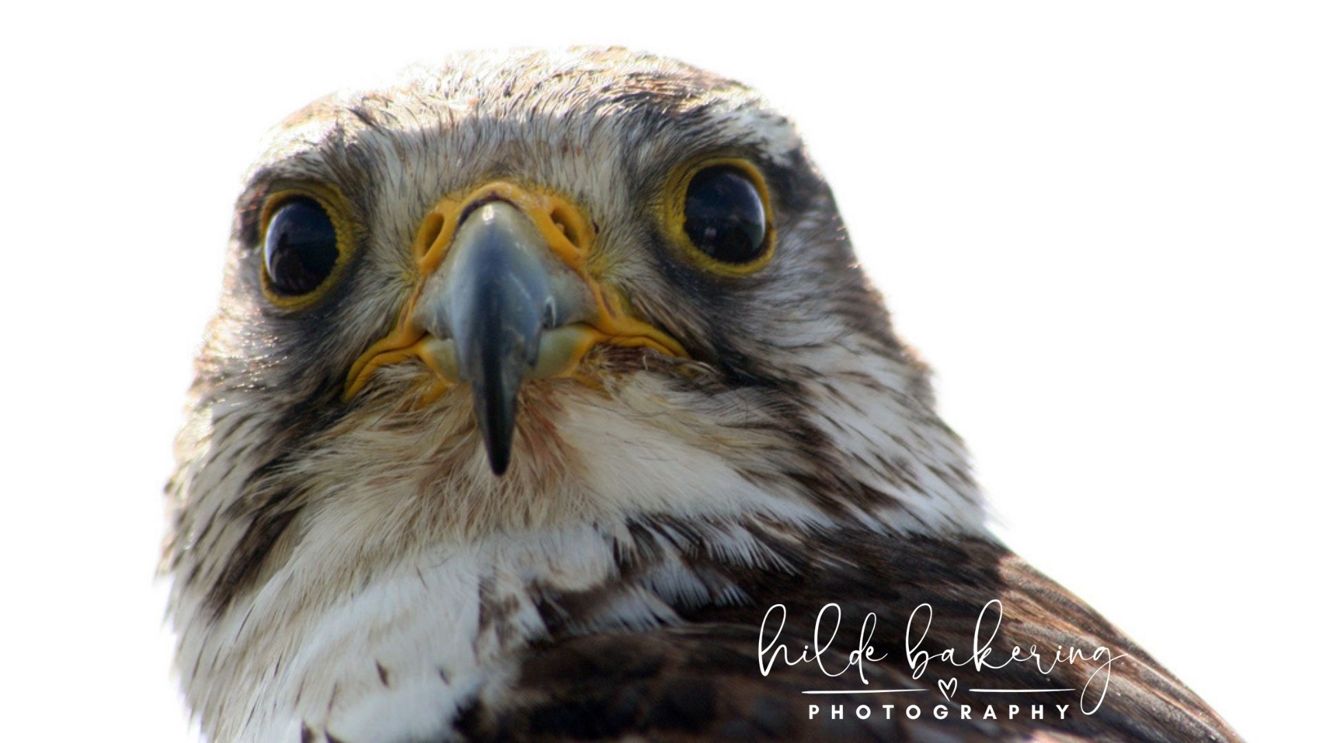 Birds of Prey