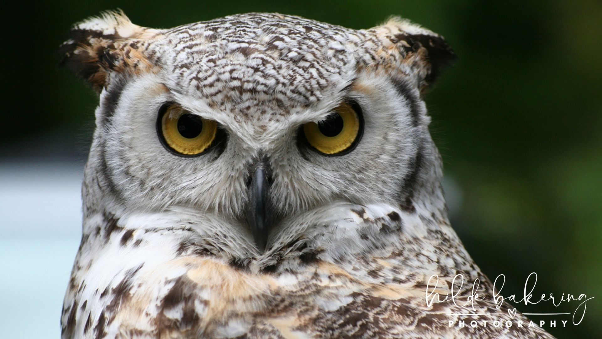 Owls